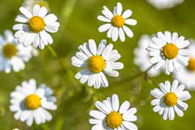 Take-it-easy Chamomile essence - 10ml