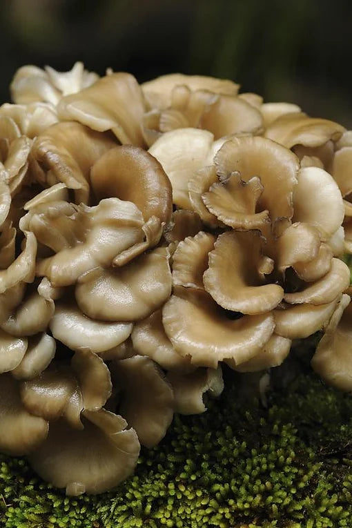 Maitake tincture - 30 ml